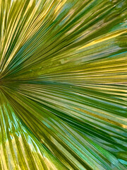 Fototapeta premium Palm leaf background. Close up of a green palm leaf.