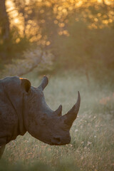White rhino silhouette
