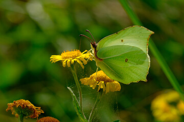 Brimstone butterfly  on a yellow wildflower