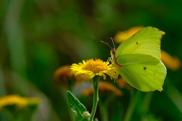 Brimstone butterfly 