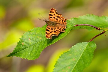 Bright orange and black spotted butterfly, Polygonia c-album, with spread wings, sitting on a green leaf. Summer sunny day. Blurry yellow and brown background.
