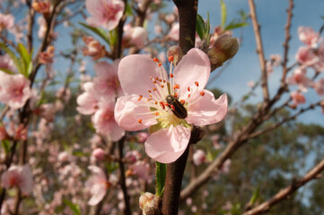 bee collecting nectar from peach blossom