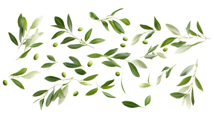 Olive Branch Pattern.