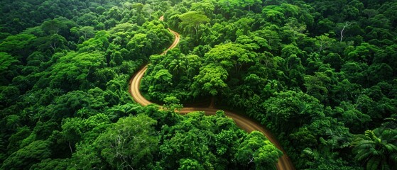 Fototapeta premium Serene Aerial View of Lush Forest with Winding Path Through Green Canopy - Peaceful Nature Landscape from Above