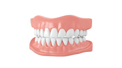 Obraz premium Human Teeth Model.