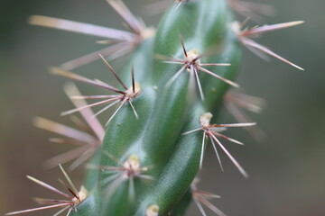 kaktus Cylindropuntia imbricata cv. Stürzer