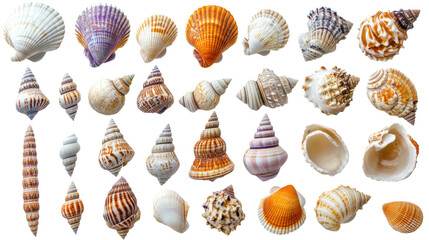 Collection of Various Seashells Isolated on Background.