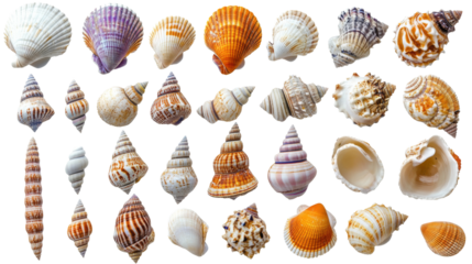 Collection of Various Seashells Isolated on Background.