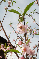 bee collecting nectar from peach blossom