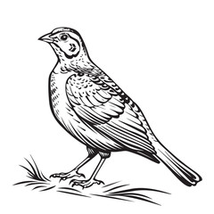Partridge Vector Images. Illustration of a Partridge on white background