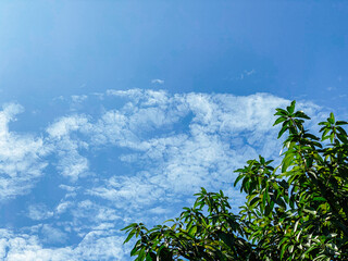 Obraz premium trees and sky