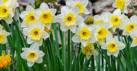 beautiful yellow and whit daffodils blooming in a flower bed gon stones wall background