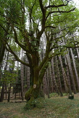    A green tall tree in a forest. The curved trunk of the tree is covered with velvety moss, the branches are curved and raised upwards, the trunks of other trees are visible in the background.