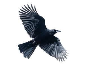Naklejka premium Beautiful black raven, crow in flight isolated on white background