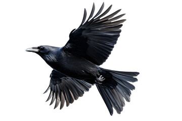 Obraz premium Beautiful black raven, crow in flight isolated on white background