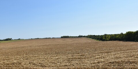Corn Field