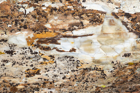 Textural details of petrified wood in Vantage, Washington