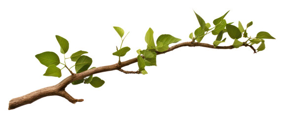 Fototapeta premium PNG Tree branch tree plant leaf.