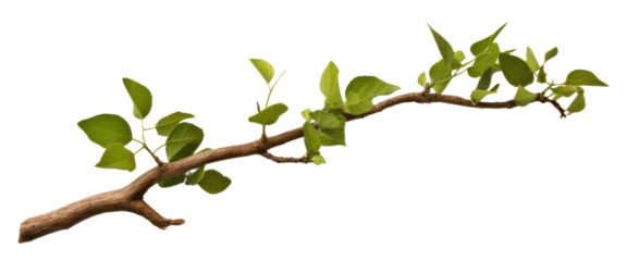 PNG Tree branch tree plant leaf.