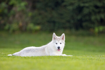 Alaskan malamute © Michal Przystas