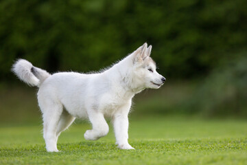 Alaskan Malamute © Michal Przystas