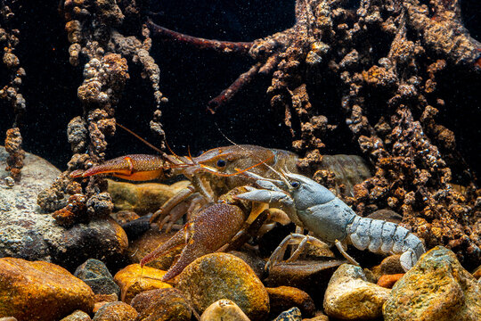 Underwater view of European crayfish in natural habitat