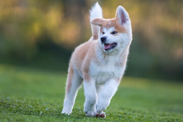 Akita Inu © Michal Przystas