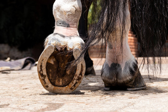 Horse care at an equestrian center, close-up view of hooves