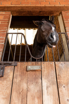 Horse peeking out from a stable window at equestrian center