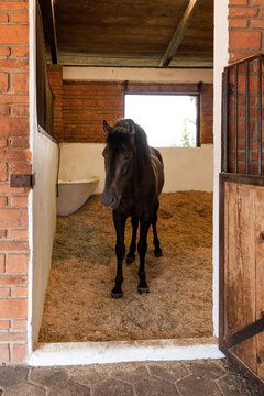 Horse standing inside a cozy equestrian center stall