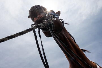 Low-Angle View of a Horse with Bridle Against a Bright Sky