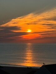 SEAGULL SUNRISE