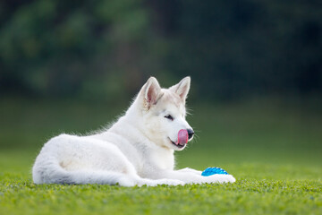 Alaskan Malamute © Michal Przystas