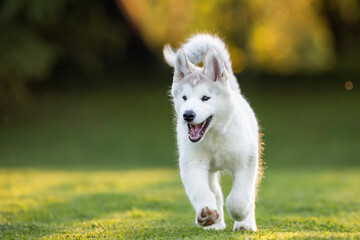 Alaskan Malamute szczeniak © Michal Przystas