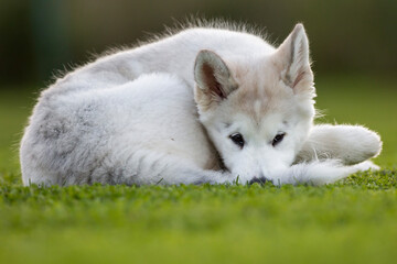 Alaskan malamute © Michal Przystas
