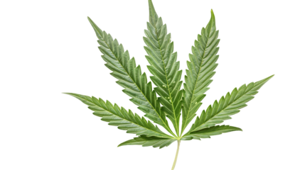 Cannabis leaf isolated on transparent background