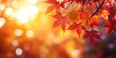 Autumn background with orange fall leaves. Garden scene on fall season with bright shiny sun ray and maple tree