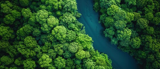 Naklejka premium Serene Aerial View of Lush Forest and Meandering River Below
