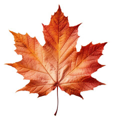 Obraz premium PNG Fall leave leaves maple plant.