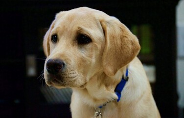 CUTE YELLOW LABRADOR