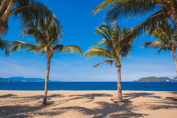 palm trees on a sandy beach in Vietnam in Nha Trang against the background of the sea