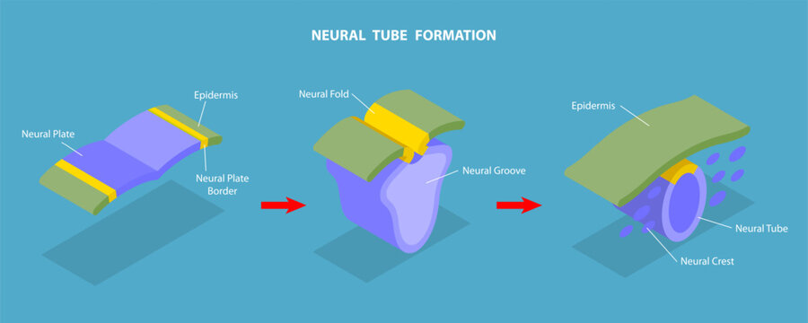 3D Isometric Flat Vector Illustration of Neural Tube Formation, Anatomy of the Central Nervous System