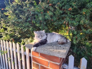 eine Katze auf einem Zaun in Potsdam Babelsberg