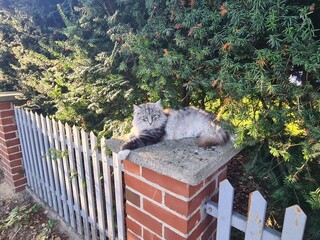 eine Katze auf einem Zaun in Potsdam Babelsberg