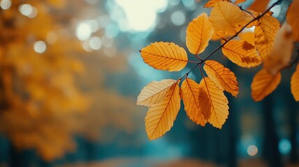 Fototapeta premium Autumn background with orange fall leaves. Garden scene on fall season with bright shiny sun ray and maple tree