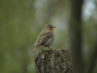 european robin in the forest