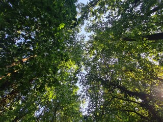 Sicht auf Bäume und Sonnenlicht in einem Park in Babelsberg, Potsdam, Brandenburg