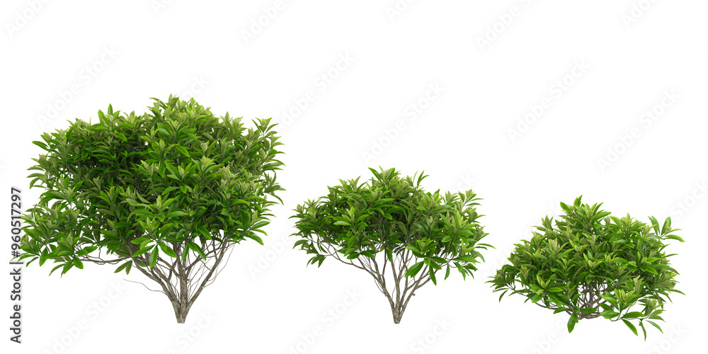 Poster 3d rendering of edgeworthia paperbush trees on transparent background
