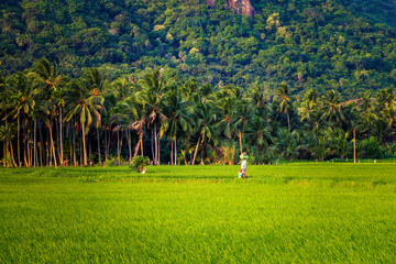 Beautiful landscape featuring a paddy rice field with mountains and a blue sky in Nagercoil, Tamil...