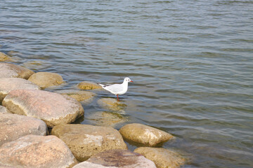 Seagull on the shore of the Baltic Sea